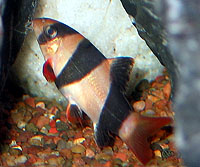 General Tropical Fish Information graphic General Tropical Fish Information graphic