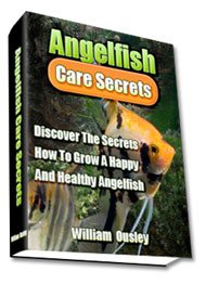Angelfish Secrets