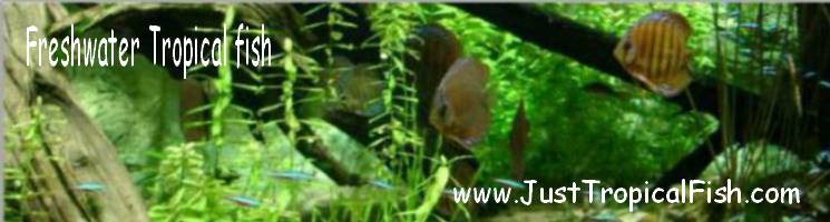 General Tropical Fish Information header