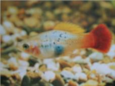 Platy